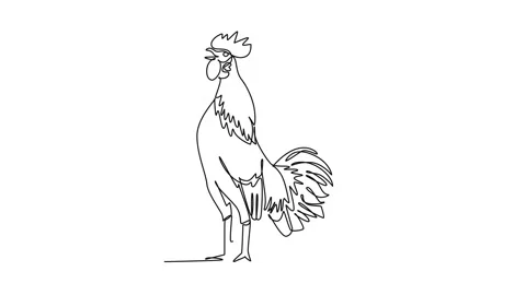 Animated self drawing of continuous line draw farm rooster crowing loudly a.. Stock Footage 345110204