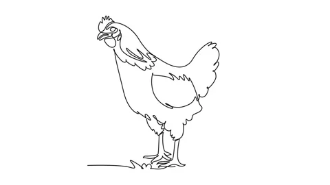 Animated self drawing of continuous line draw a domestic farm hen chicken s.. Stock Footage 345110205