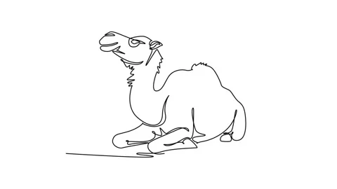 Animated self drawing of continuous line draw calm dromedary camel resting .. Stock Footage 345110206