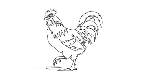 Animated self drawing of continuous line draw animal farm rooster walking p.. Stock Footage 345110207
