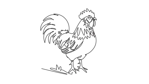 Animated self drawing of continuous line draw majestic farm rooster standin.. Stock Footage 345110208