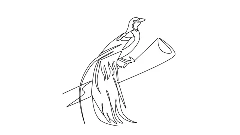 Animated self drawing of continuous line draw a tropical bird of paradise p.. Stock Footage 346643644