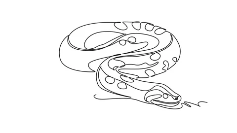 Animated self drawing of continuous line draw a wild python snake coiled cl.. Stock Footage 346643645