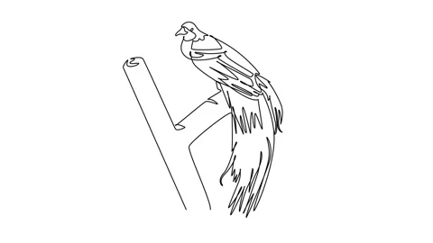 Animated self drawing of continuous line draw bird of paradise perched on t.. Stock Footage 346643649