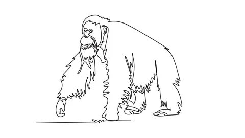 Animated self drawing of continuous line draw a wild orangutan animal walki.. Stock Footage 346643671