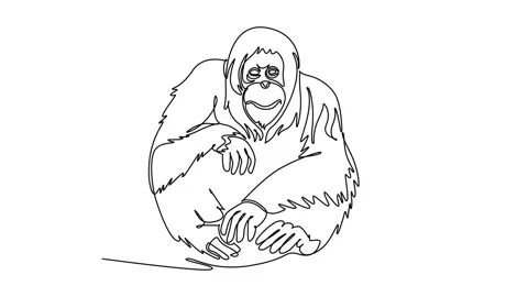 Animated self drawing of continuous line draw wild orangutan animal sitting.. Stock Footage 346643682