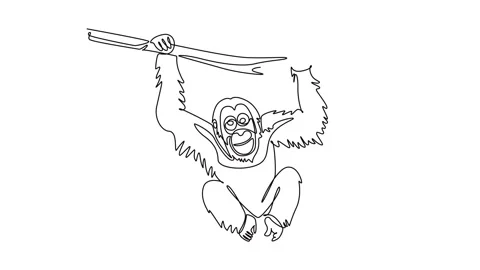 Animated self drawing of continuous line draw wild orangutan animal hanging.. Stock Footage 346643683
