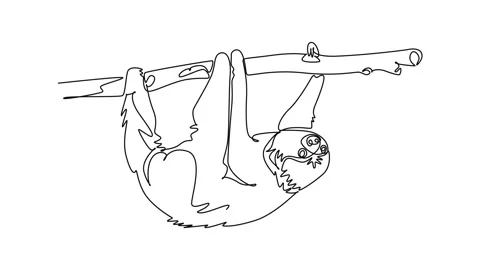 Animated self drawing of continuous line draw animal sloth hanging upside d.. Stock Footage 346643686
