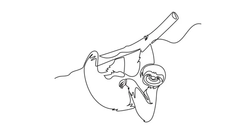 Animated self drawing of continuous line draw animal sloth hanging upside d.. Stock Footage 346643689