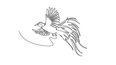 Animated self drawing of continuous line draw an exotic bird of paradise in.. Stock Footage 346643697