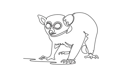 Animated self drawing of continuous line draw a wild tarsier animal staring.. Stock Footage 346643698