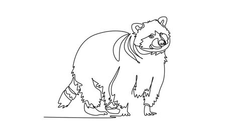 Animated self drawing of continuous line draw a fluffy wild raccoon standin.. Vídeos de archivo 347553897