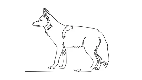 Animated self drawing of continuous line draw a wild coyote standing alert .. Vídeos de archivo 347553912