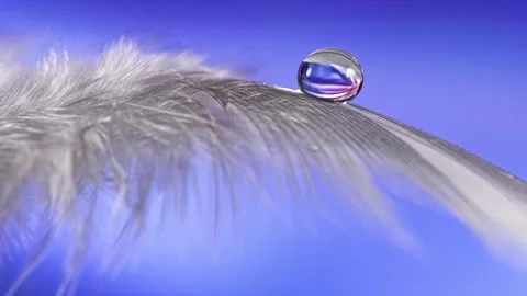 Animated sequence close-up a drop of water on a feather 4K Stock Footage 260801605