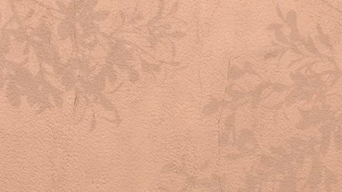 Animated Shadow Of Natural Leaves Tree Branch Falling On Plastered Wall. Stock Footage 276337868