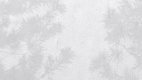 Animated Shadow Of Natural Leaves Tree Branch Falling On White Plastered Wall. Stock Footage 276338185