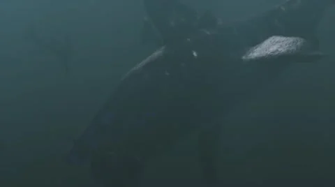 Animated sharks attacking while swimming underwater in sea 库存影片 67555217