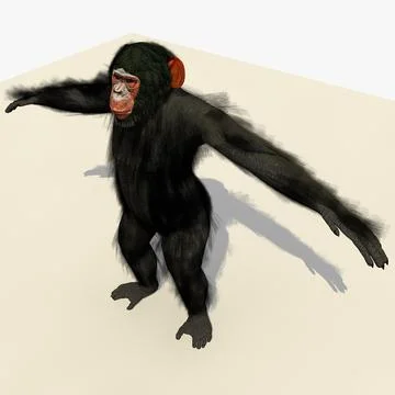 3D Model: Animated Sitting Standing Sitting Chimpanzee #91477761