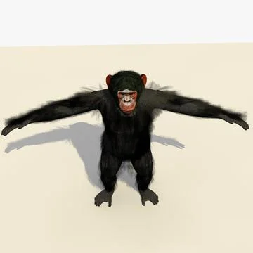 3D Model: Animated Sitting Standing Sitting Chimpanzee #91477761