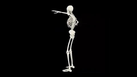 Animated Skeleton Strikes Dynamic Poses Stock Footage 341776947