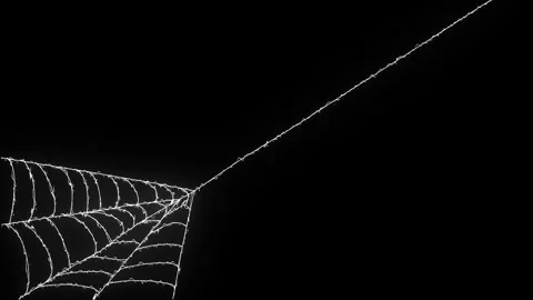 Animated Spider Web Rapid Expansion with Flexible Elastic Threads 4K Loop Видео 347317631