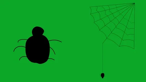 Animated Spiders Crawling on Web Green Screen Loop Stock Footage 319405499