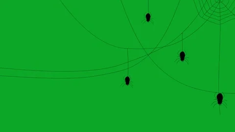 Animated Spiders Crawling on Web Green Screen Loop Stock Footage 319405500