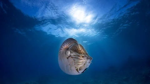 Animated Still. rare footage of a nautilus in Palau Stock Footage 78227135