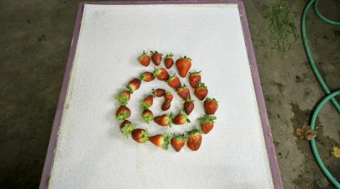 Animated  strawberries Stock Footage 572407