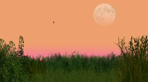 Animated summer evening meadow with flying butterflies Stock Footage 60141522