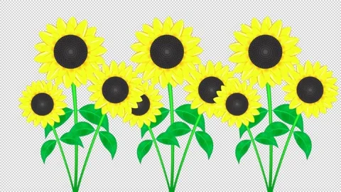 Animated sunflowers on a blank background. Stock Footage 151106906