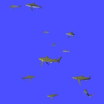 Animated Swarm of Many Sharks Swimming 3D Model