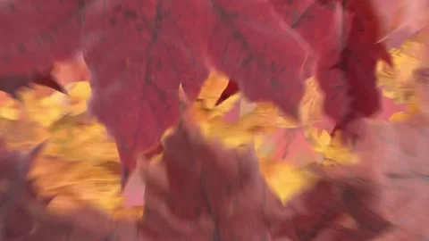 Animated Thanksgiving Fall Leaves Overlay 4K UHD Footage for Seasonal Video.. Stock Footage 344014873