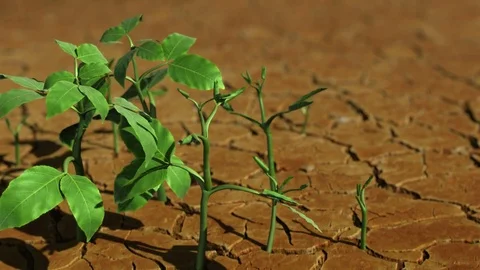 Animated time lapse plants growing in desert. Stock Footage 84970816