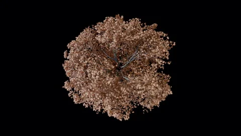 Animated tree on a black bakground Stock Footage 289173495