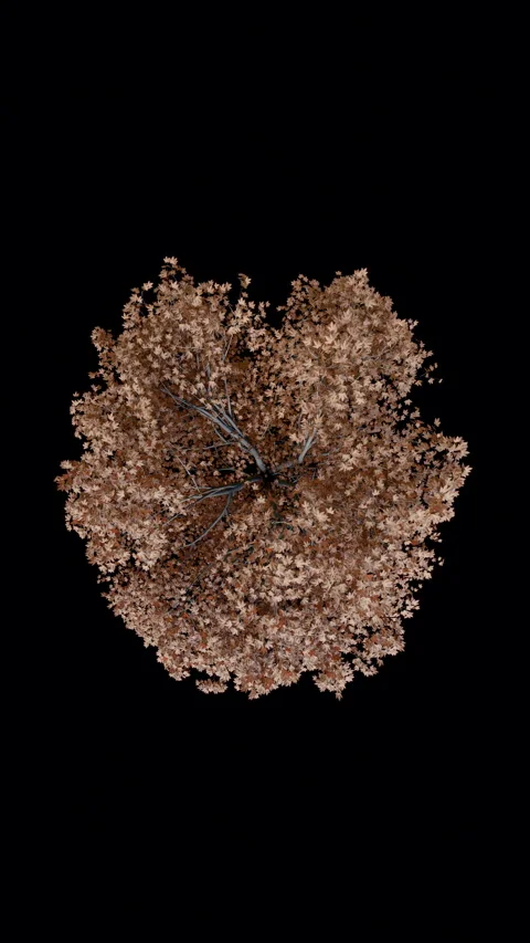 Animated tree on a black bakground Stock Footage 289173554