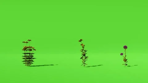 Animated Tree With Shadow Green Screen Video stock 323489195
