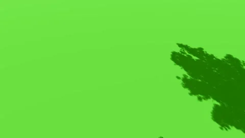 Animated Tree With Shadow Green Screen Video stock 323489196