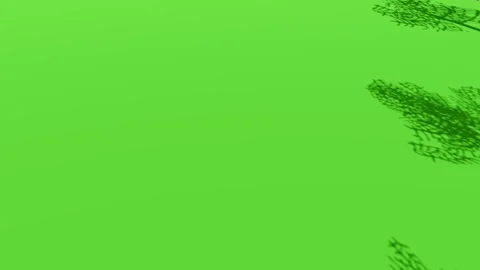 Animated Tree With Shadow Green Screen Video stock 323489198
