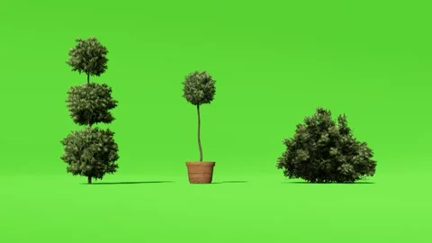 Animated Tree With Shadow Green Screen Video stock 323489200