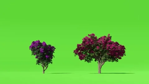 Animated Tree With Shadow Green Screen Video stock 323489203