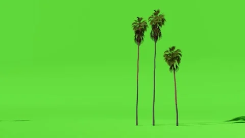 Animated Tree With Shadow Green Screen Stock Footage 323489264