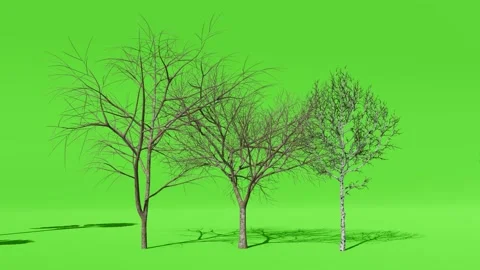 Animated Tree With Shadow Green Screen Stock Footage 323489265