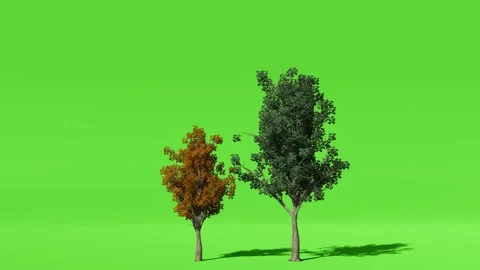 Animated Tree With Shadow Green Screen Stock Footage 323489270