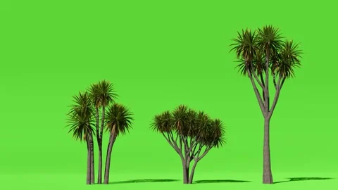 Animated Tree With Shadow Green Screen Video stock 323489272
