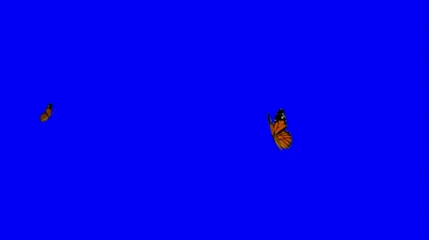 Animated two butterfly on green blue screen chroma key Stock Footage