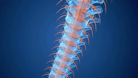 Animated Vertebral Column and Spinal Cord in Blue Stock Footage 327669824