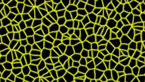 Animated video of cell tissue in living things seen from a microscope Stock Footage 287851295