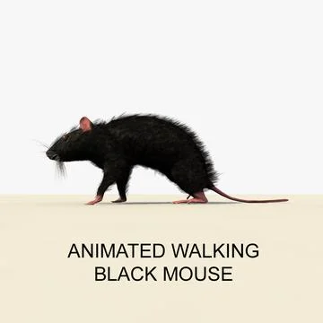 Animated Walking Black Mouse 3D Model