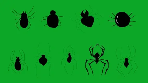 Animated Walking Spider Green Screen Loop - Realistic/Cartoon Creepy Crawly VFX Stock Footage 319405483